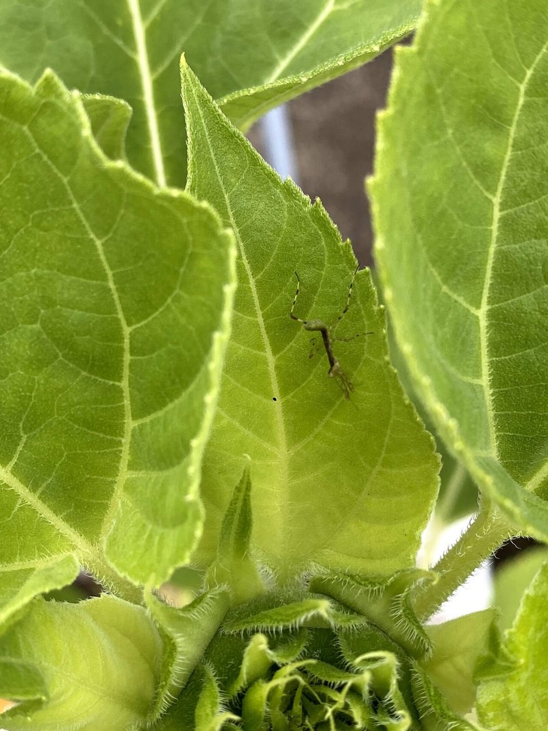 ヒマワリに住み着いたカマキリの幼虫 いりの Note ヒマワリに住み着いたカマキリの幼虫 いりの Note