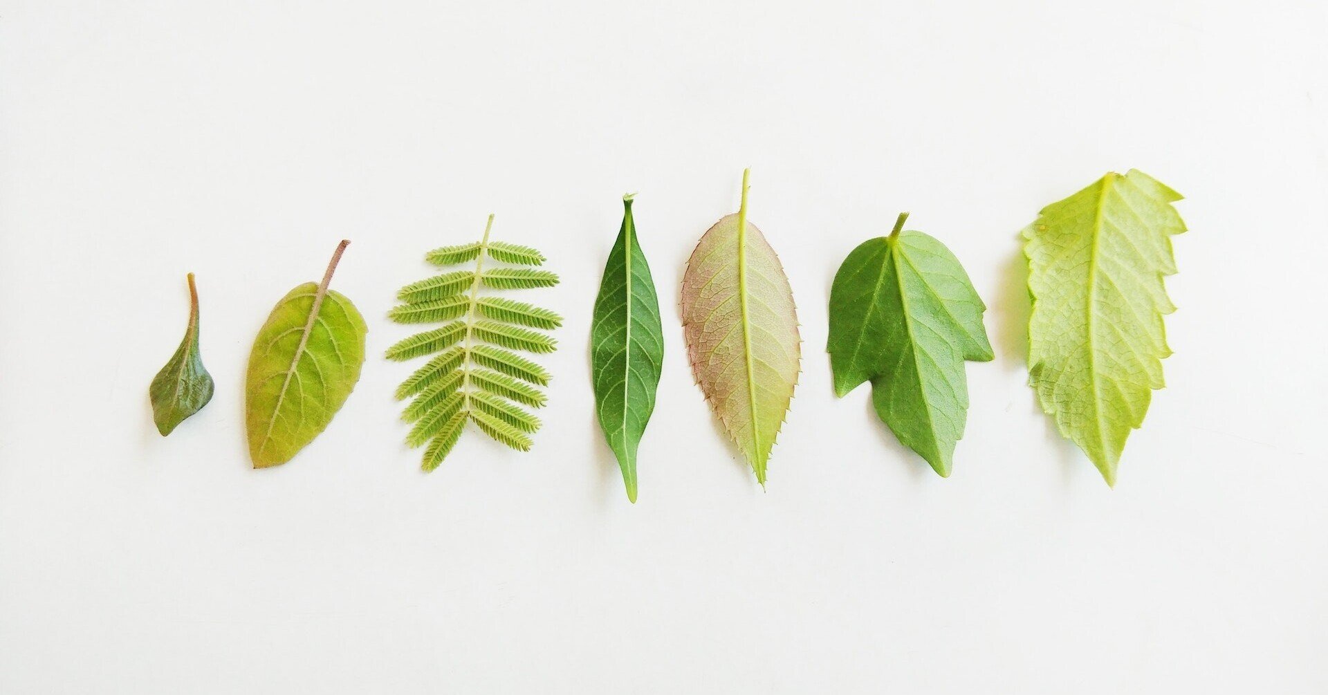 葉っぱページです！ くらべてわかる木の葉っぱ 550種類の葉っぱのちがいが一目瞭然