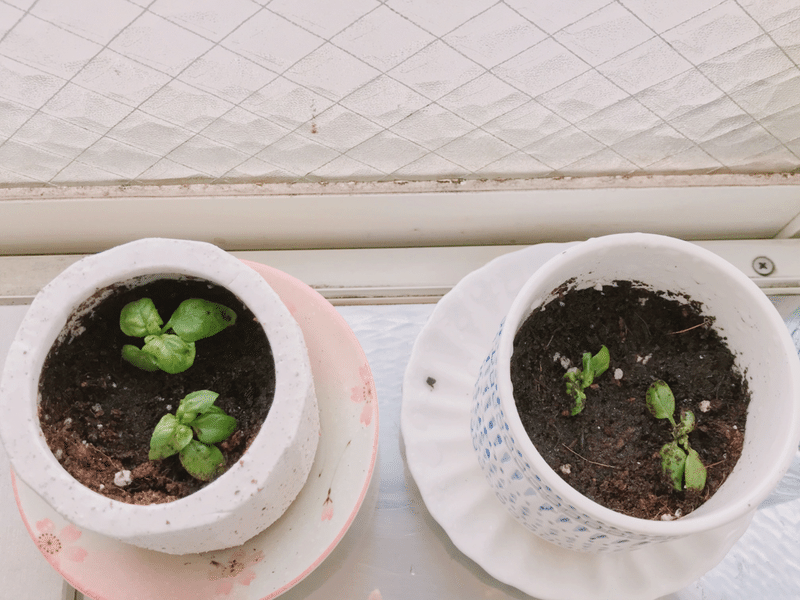 バジルの成長 カウンセラーm Note バジルの成長 カウンセラーm Note