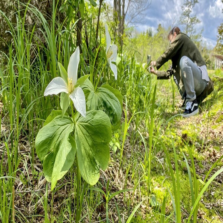 準備を重ねて時を待つ」 森の貴婦人と呼ばれるオオバナノエンレイソウ