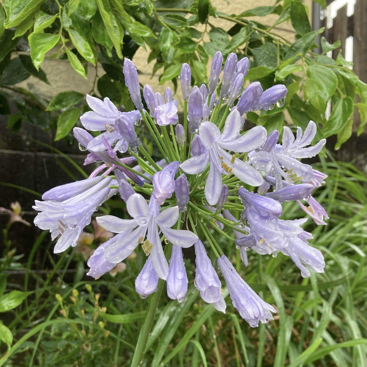 今日のお花 アガパンサス ギリシア語のアガペ 愛 とアンサス 花 が語源 花言葉は 恋の訪れ ラブレター 大好きな淡い紫色 雨の雫がコロコロ付いてて瑞々しい そんな美しい花だけど スイーツ作家ゆかりん Note