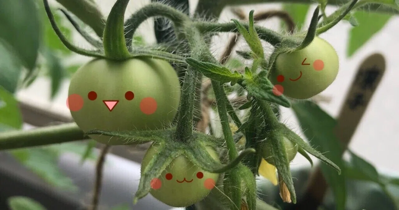 追肥しました Tamaifarm Note