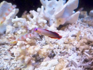 海の学びdataノート 子ども 海の事故ゼロの未来をつくるノート 海の学びdataノート 子ども 海の事故ゼロの未来をつくるノート