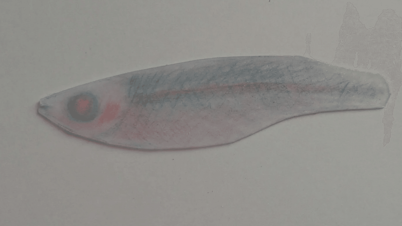 プラ板を使ってリアルな小魚を作ろう 第三号 かねこ Note プラ板を使ってリアルな小魚を作ろう 第三号 かねこ Note