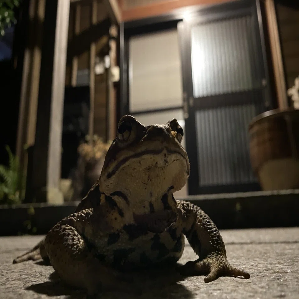 圧倒的な存在感で待ち構えるアズマヒキガエル｜Noriaki Kawanishi