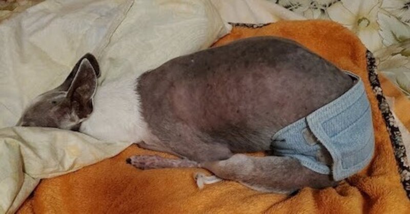 変な寝方 みぃち Note