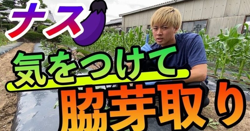 見ないと損 ナス栽培 脇芽の取るタイミング 場所 井上寅雄農園 井上隆太朗 Note