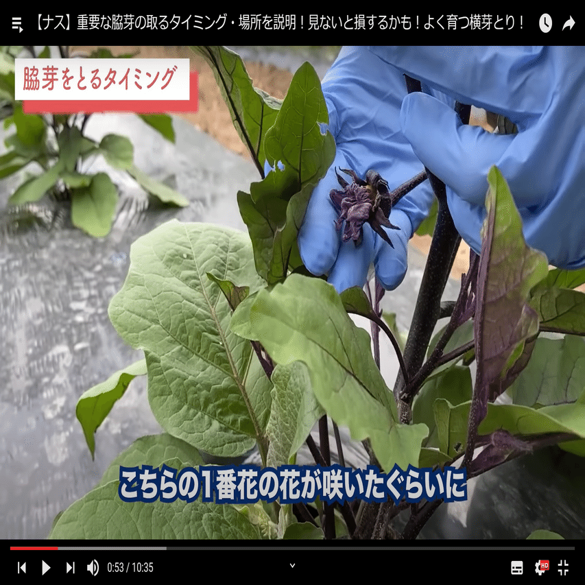 見ないと損 ナス栽培 脇芽の取るタイミング 場所 井上寅雄農園 井上隆太朗 Note