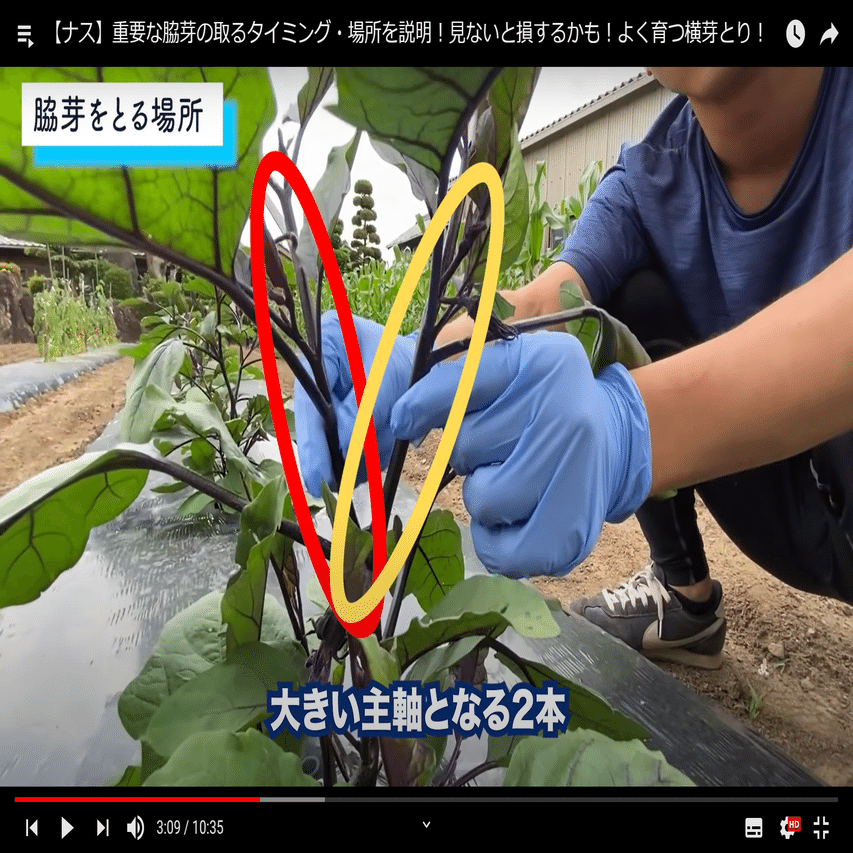 見ないと損 ナス栽培 脇芽の取るタイミング 場所 井上寅雄農園 井上隆太朗 Note