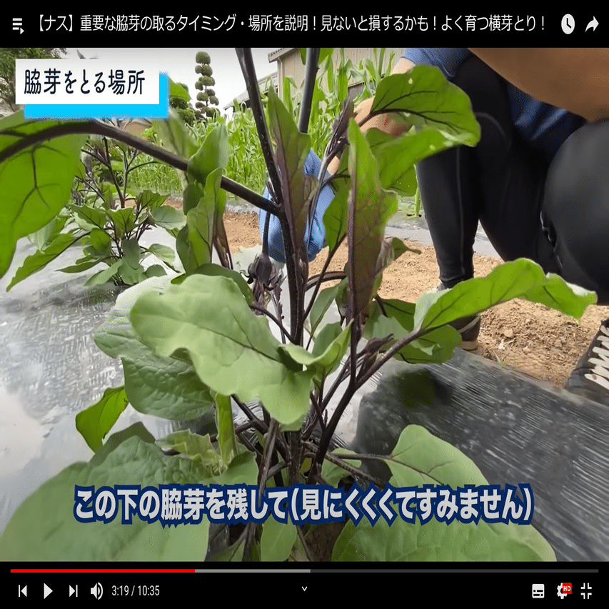 見ないと損 ナス栽培 脇芽の取るタイミング 場所 井上寅雄農園 井上隆太朗 Note