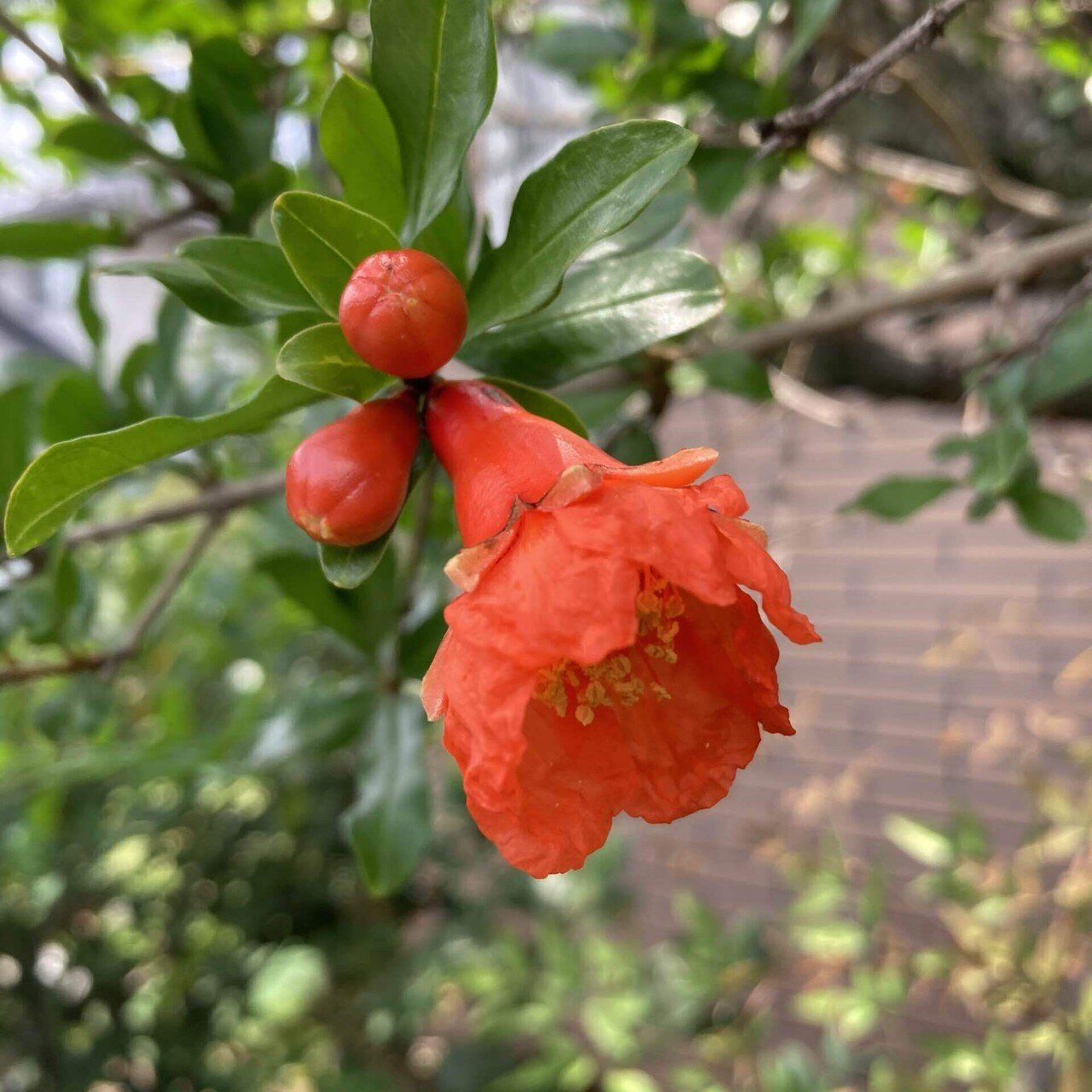 いちじくの花 漢字では 無花果 訂正します ザクロの花でした 思い込みです 情けない 新パパ Note