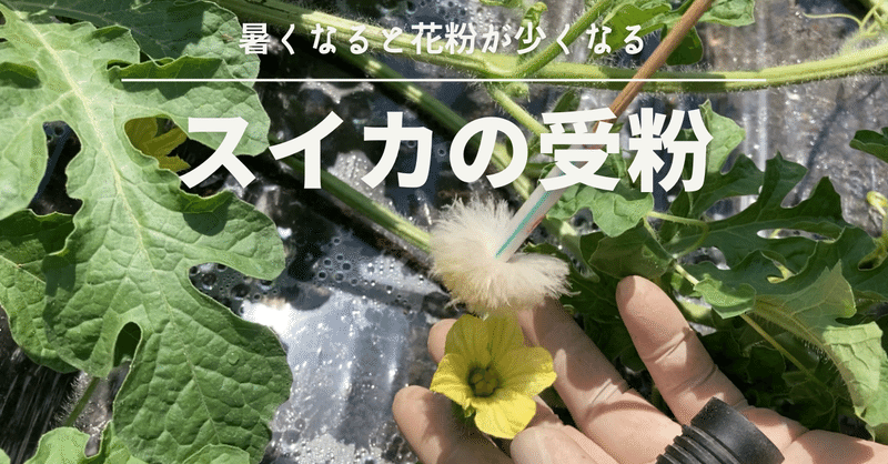 スイカの受粉作業 おしべ めしべ ｊａうご Note