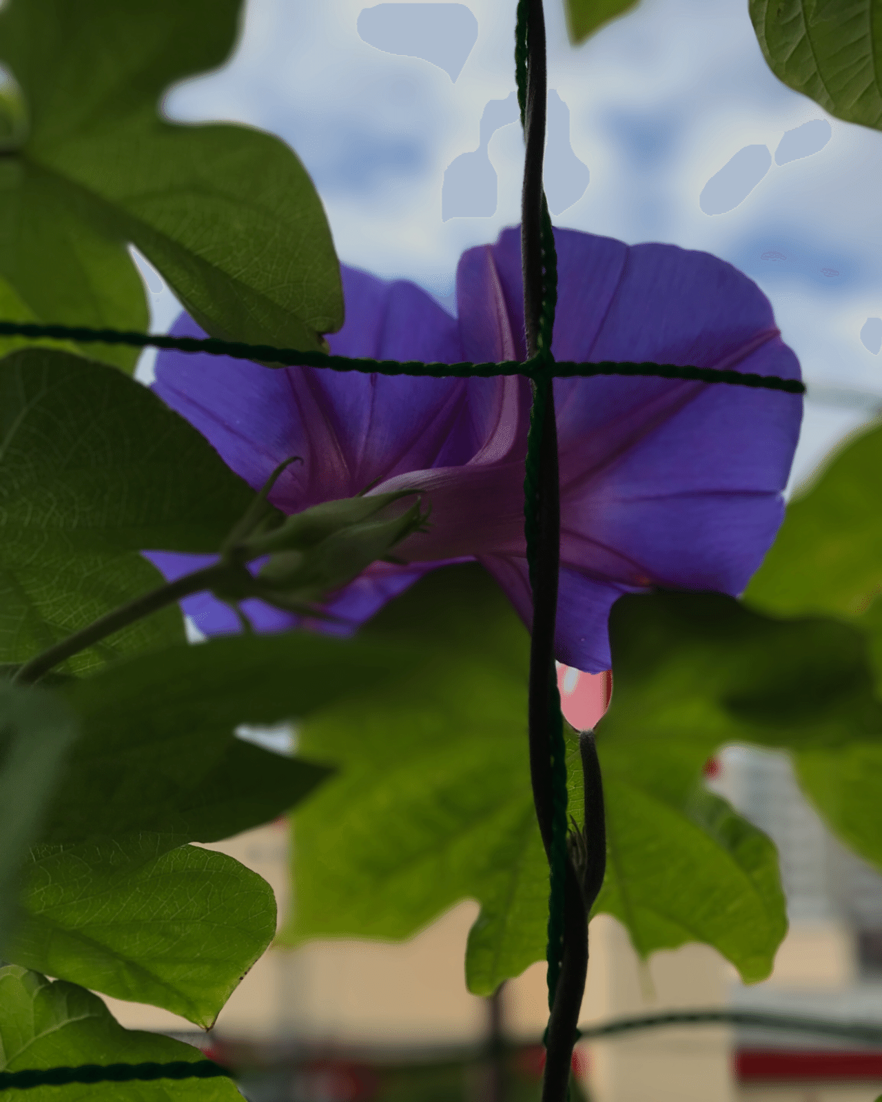 雨上がりの朝顔と紫陽花 洋介 Note