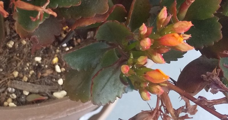 花の咲きかた オレンジの花3 下の方 おはようよねちゃん Note