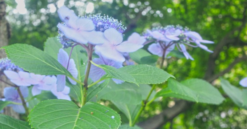 祇園白川紫陽花が見頃