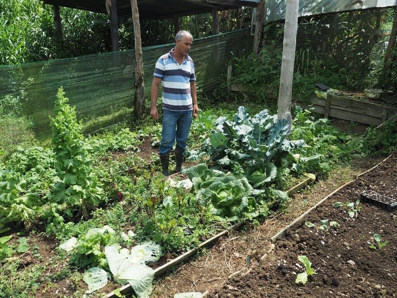 201802ルイスの菜園