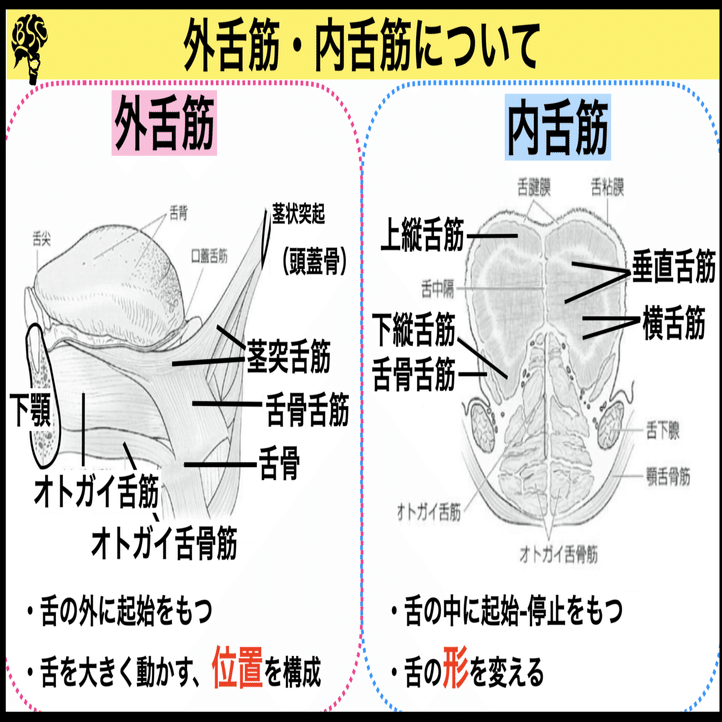 初期評価で 舌機能 を診るべきpoint 舌の解剖について 小西弘晃 理学療法士 摂食嚥下 Note