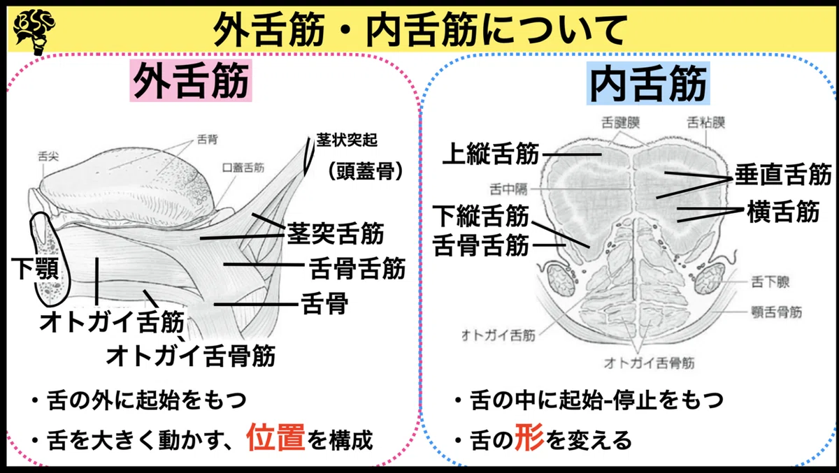 初期評価で『舌機能』を診るべきPoint 〜舌の解剖について〜｜小西弘晃/理学療法士/摂食嚥下