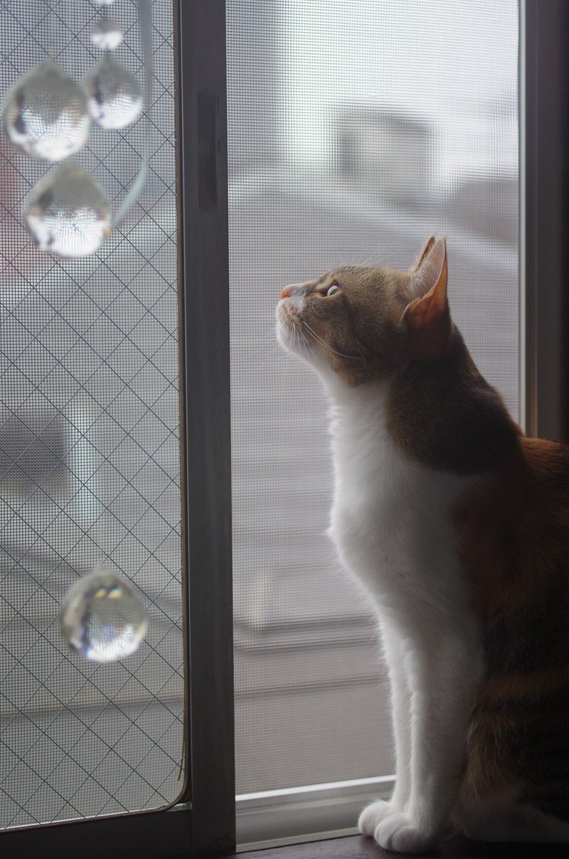 猫のつまらない話 第12回 6月号 能町みね子 連載 Tv Bros テレビブロス Note 猫のつまらない話 第12回 6月号 能町みね子 連載 Tv Bros テレビブロス Note