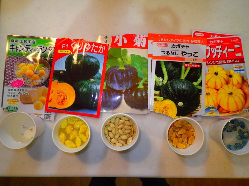 カボチャ栽培21経過報告 品種ごとの個性を楽しむ育苗工程 くらどに屋 Note