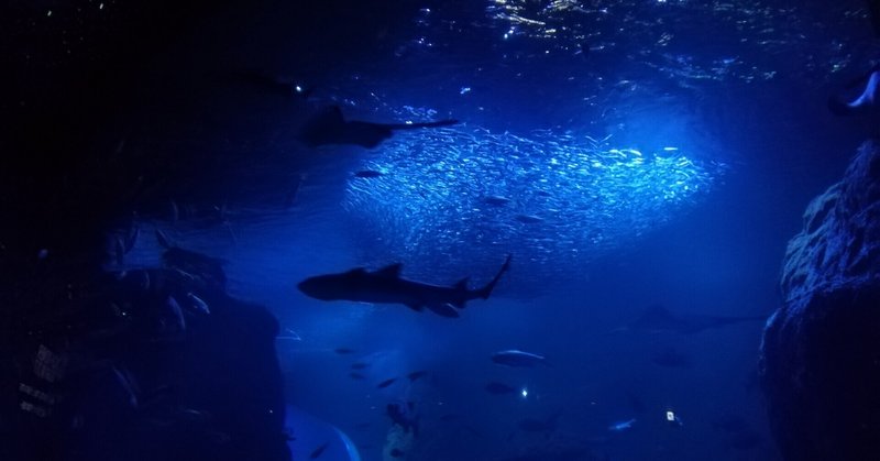 水族館に住む海洋生物に向けて