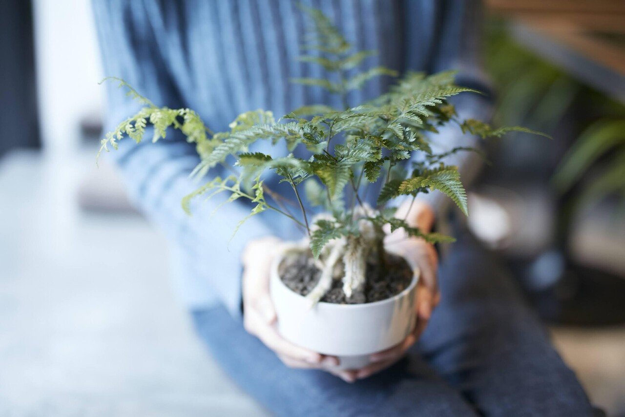 その他観葉植物 sucindapsus peacock カポック（シェフレラ） 7号 | 観葉植物の通販ならHitoHana（ひとはな）