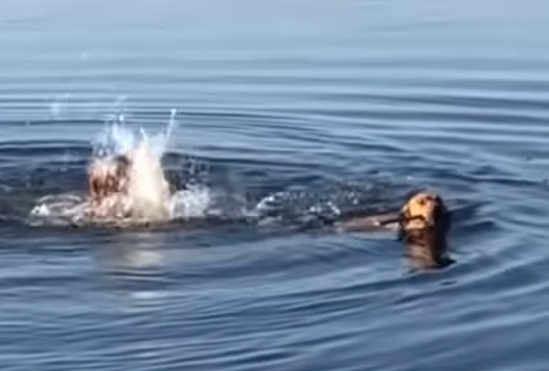 一生懸命な君が好き 犬なのに 犬かき がへたっぴなわんこ 海外の反応 Muddypadfoot Note