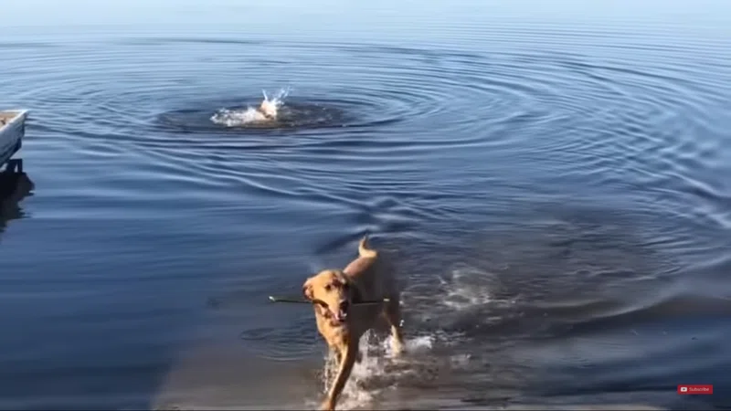 一生懸命な君が好き 犬なのに 犬かき がへたっぴなわんこ 海外の反応 Muddypadfoot Note