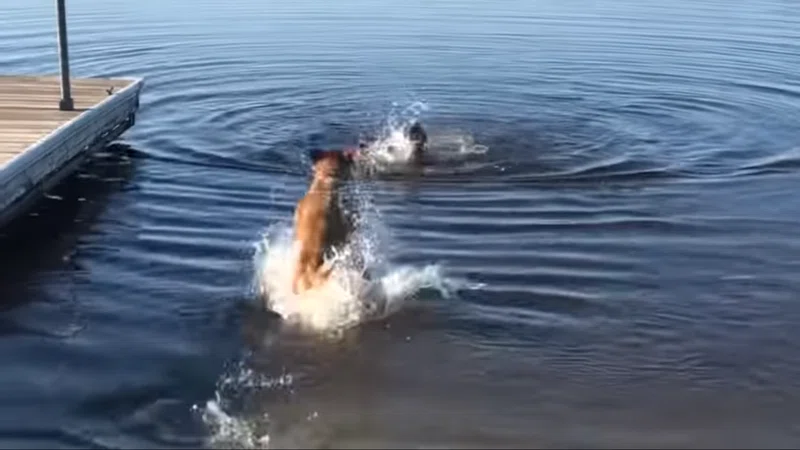 一生懸命な君が好き 犬なのに 犬かき がへたっぴなわんこ 海外の反応 Muddypadfoot Note