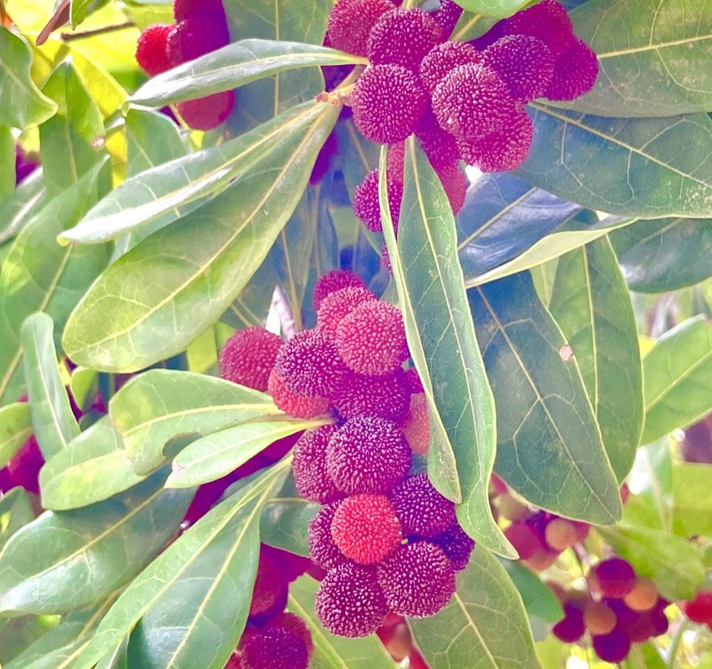 やまもも の新着タグ記事一覧 Note つくる つながる とどける