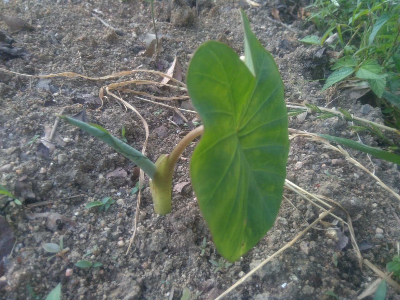 病気滅し健康的な高栄養価野菜を自然力で育てる 水玄和鹽