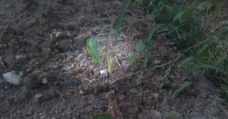 春6月中旬種芋を植え付けた里芋から芽が出て葉が広がる 自然栽培で心身病滅健全野菜を育てる 水玄和鹽 Note