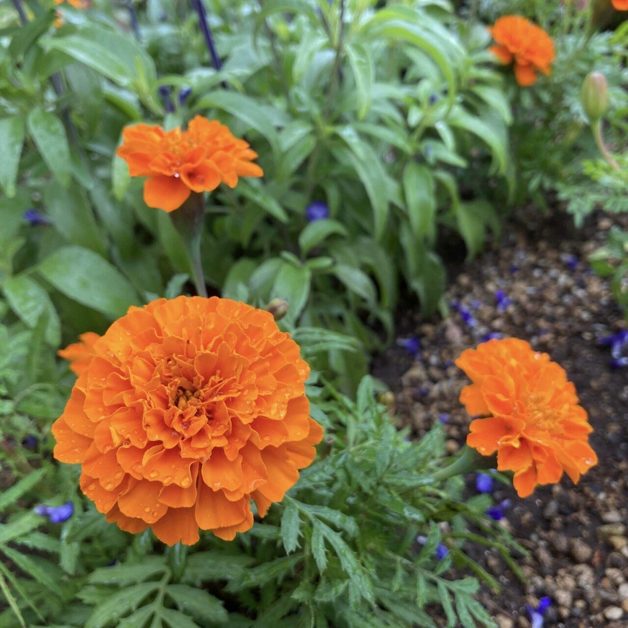 今日のお花 マリーゴールド 最近では マリーゴールド と聞くとお花よりも あいみょんの歌を思い浮かべる 今日も モニタリング見てて石井竜也さんの歌うこの歌を聴いてて 今日の投稿がまだなのを思い スイーツ作家ゆかりん Note