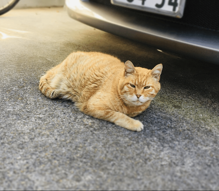 葛飾日記 21 6 17 菊沢由香 Note