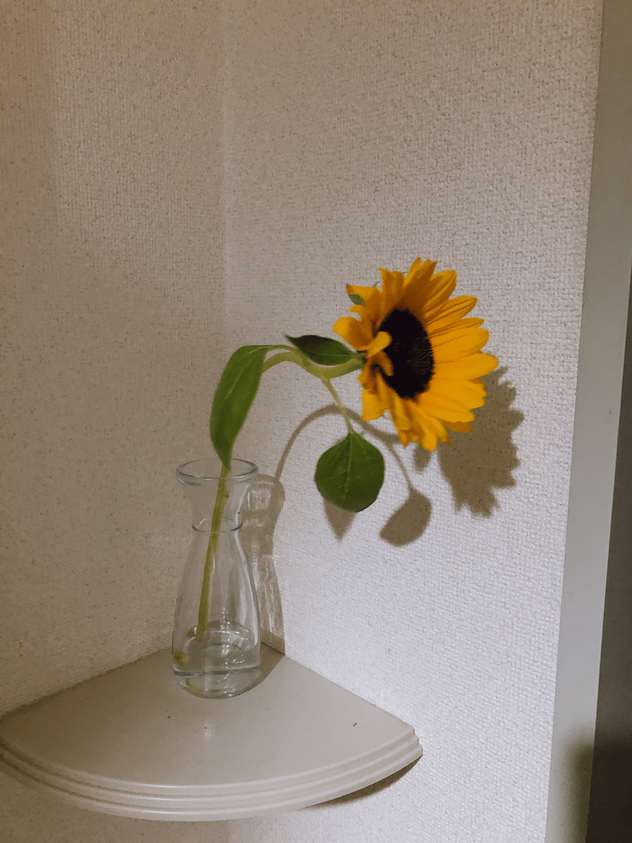 一輪のひまわり ふぁっさす Note 一輪のひまわり ふぁっさす Note