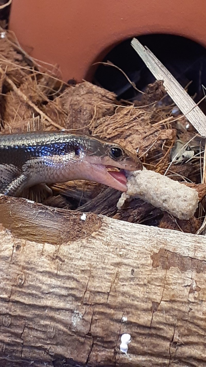 捕まえたトカゲの飼い方教えます カナヘビもね Vanille Note