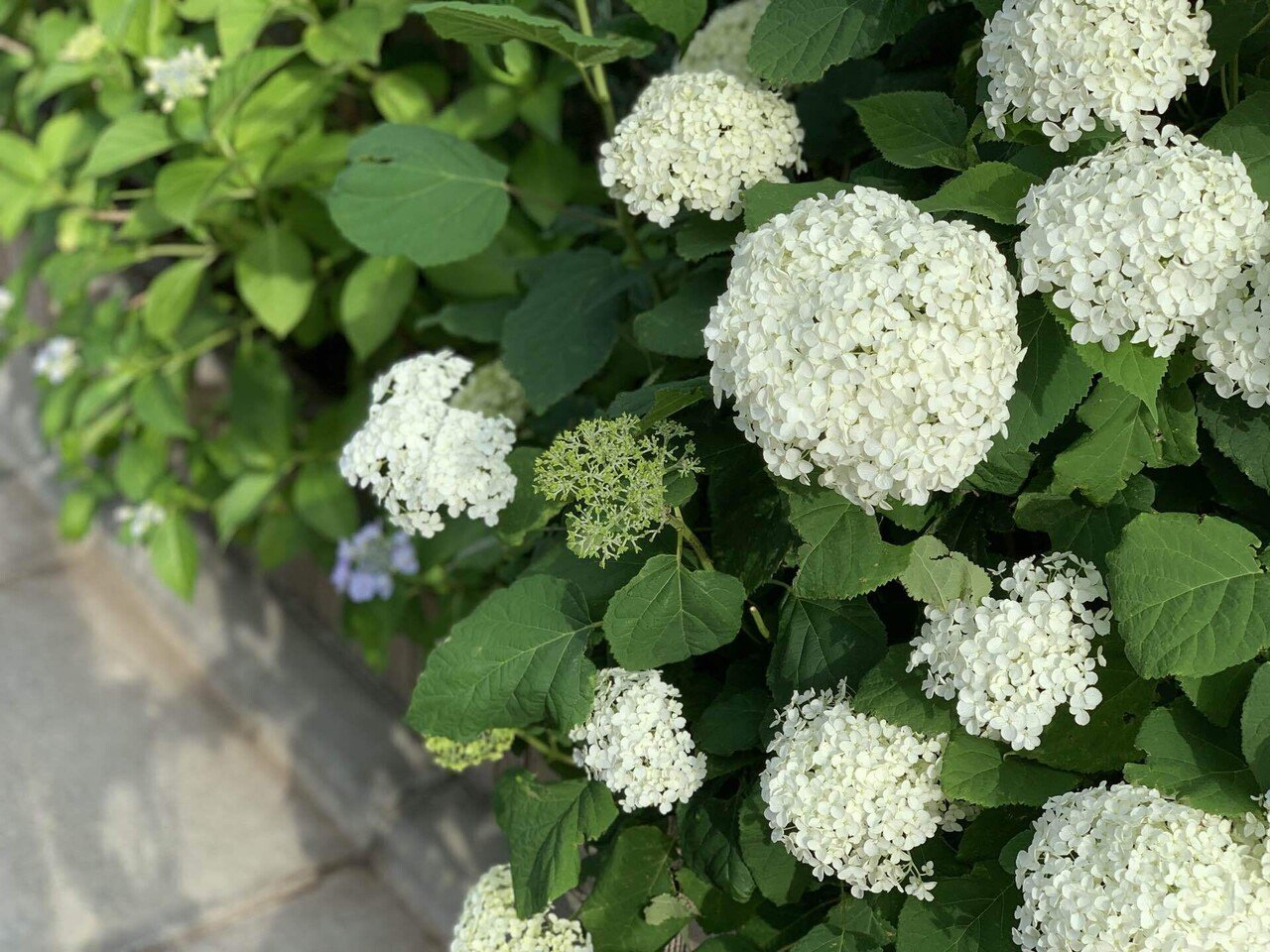 紫陽花の白 喜多野土竜 Note 紫陽花の白 喜多野土竜 Note