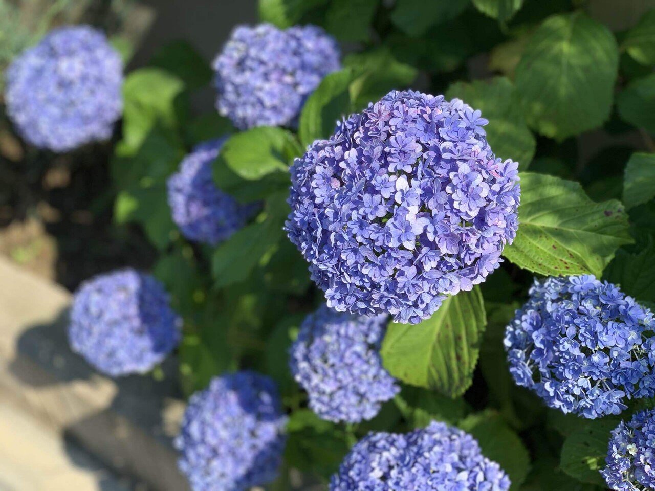 紫陽花の青 喜多野土竜 Note 紫陽花の青 喜多野土竜 Note