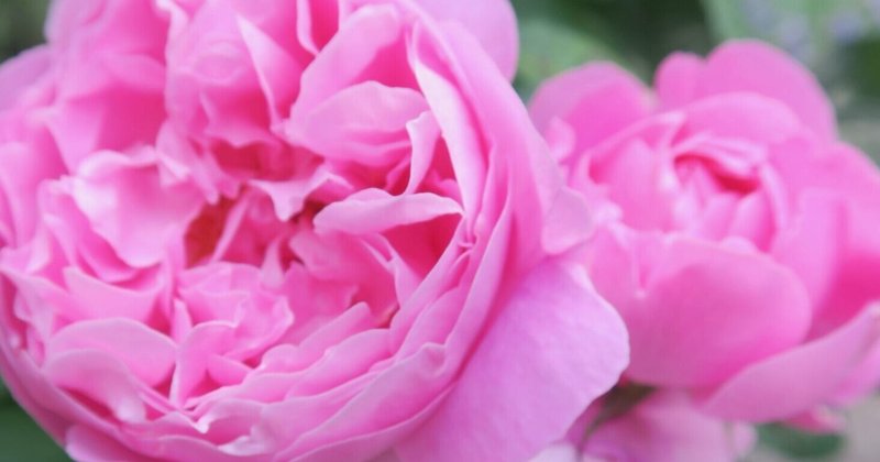 読むだけで 幸せ になれる モテる女 の恋愛指南 はじめました By 恋子 恋子 Note