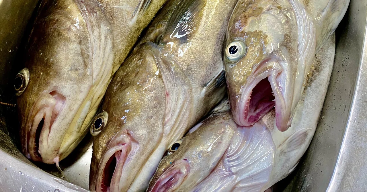 初夏でも真鱈(マダラ)は釣れるんです!|くうさんnote