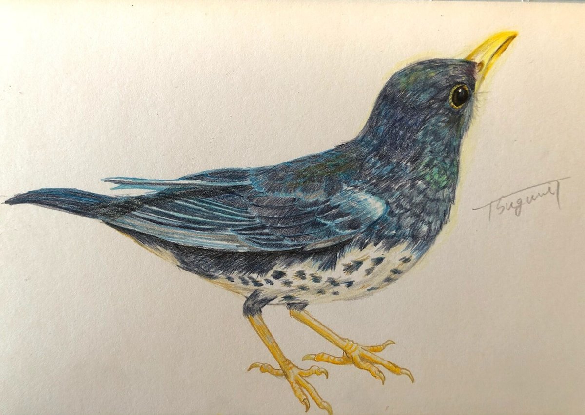 鳥の絵を載せるだけの日 4｜橘鶫TachibanaTsugumi