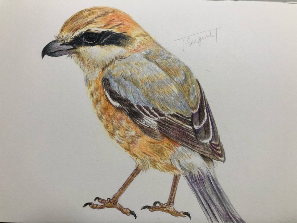 油彩 「野鳥」 作 takuma 鳥と植物の絵画 絵画 鳥 カワセミの絵 インテリアアート額付き 水彩画・油絵調