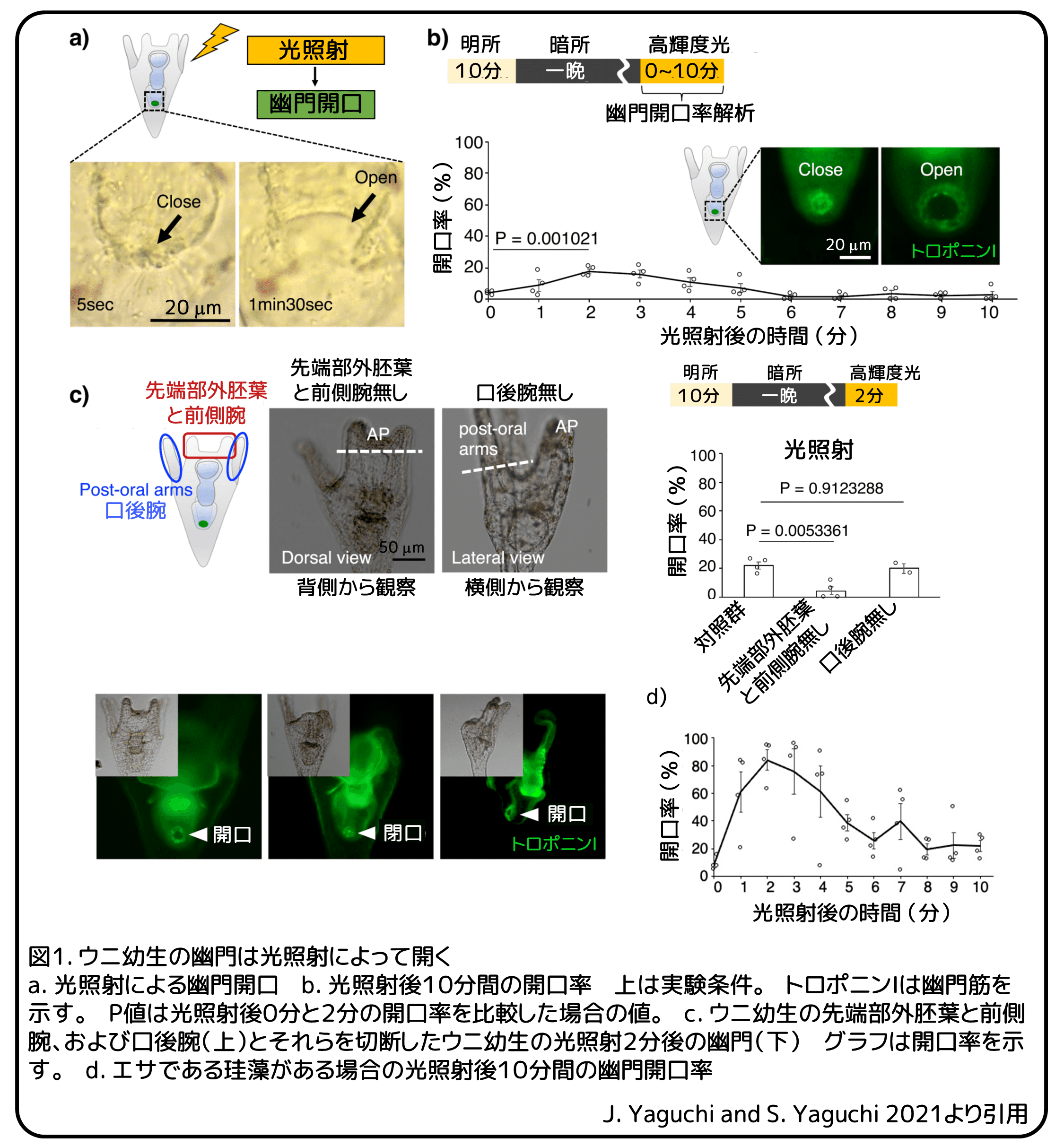 ウニ幼生の光利用と幽門 朝になったら開きます 論文紹介 かわいせーざん 基礎研究っておもしろい 生物編 Note