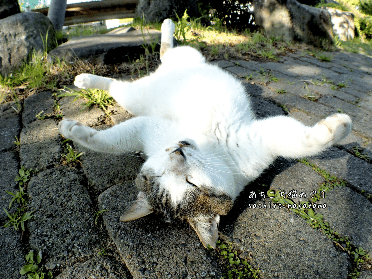 まんぷく 猫写真家 中山祥代 Note