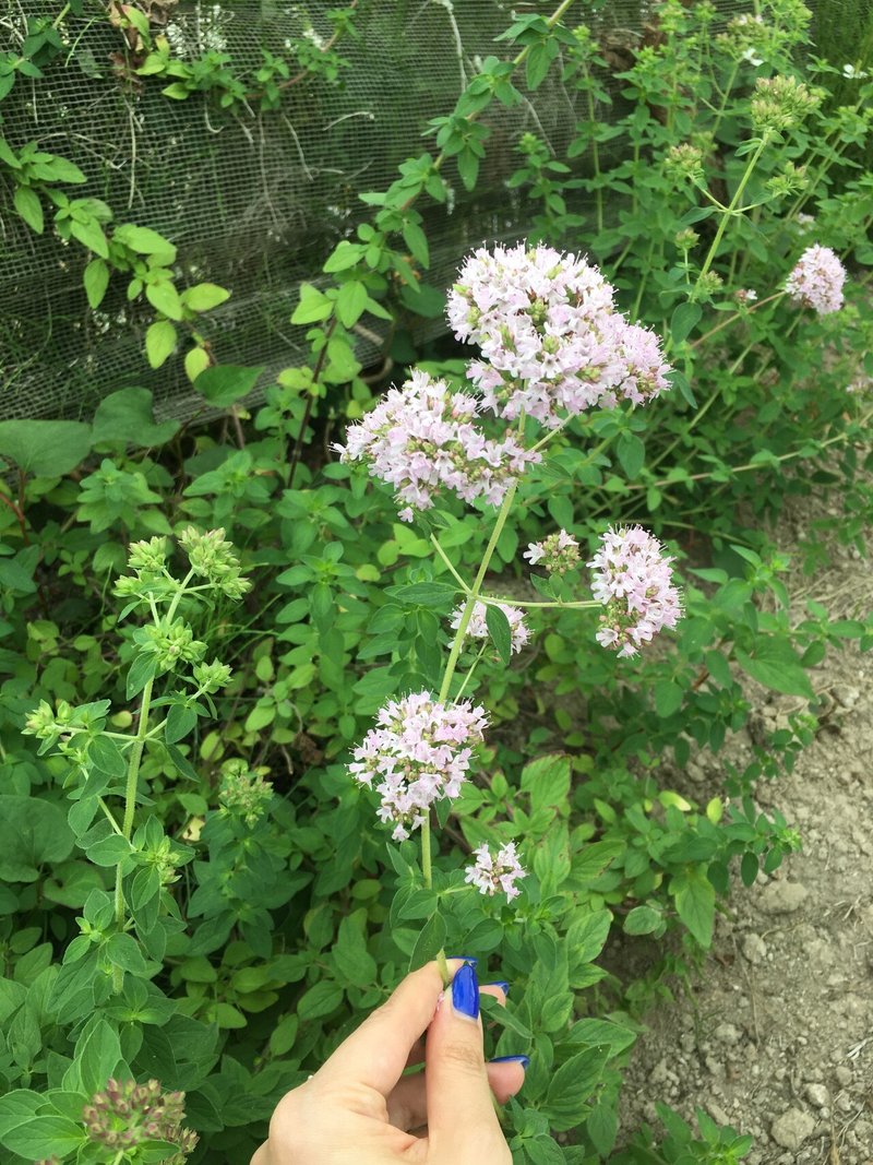 オレガノ ボリジ コンフリーの荒治療 魔女暮らし日記 6 18 21 黒猫魔術店 魔女 蜜猫 Note