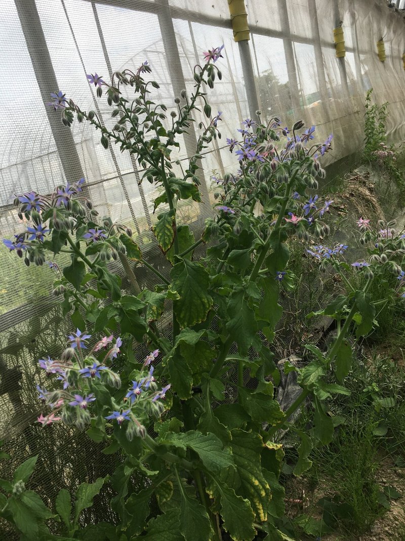 オレガノ ボリジ コンフリーの荒治療 魔女暮らし日記 6 18 21 黒猫魔術店 魔女 蜜猫 Note