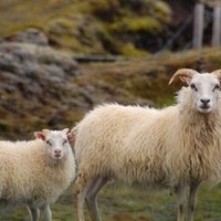 26 ちゃんとしなきゃ病 Ray 絶望の底から天国創造 Note