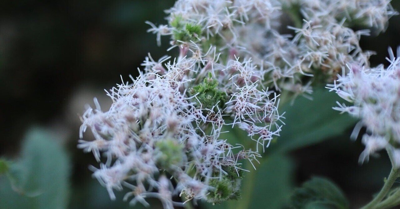 Bybit API入門(初心者向け)｜nyanpas