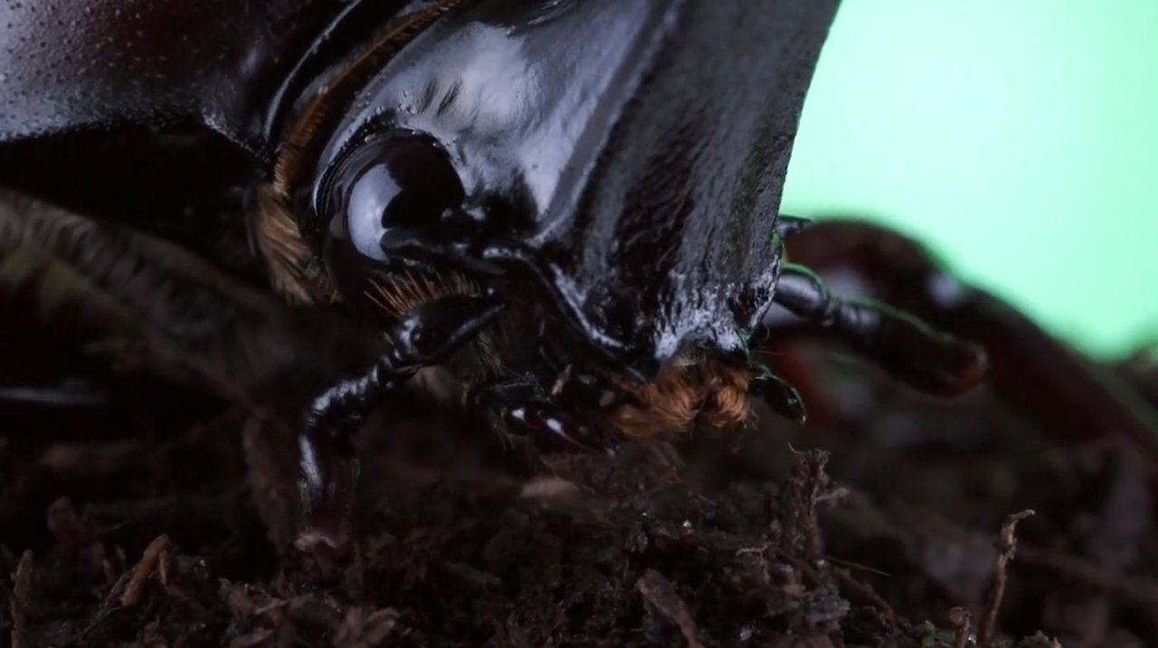 カブトムシ 顔 カブトムシ 顔