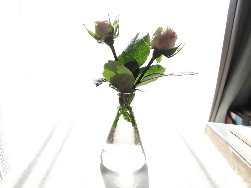 冬薔薇 ふゆそうび の新着タグ記事一覧 Note つくる つながる とどける 冬薔薇 ふゆそうび の新着タグ記事一覧 Note つくる つながる とどける